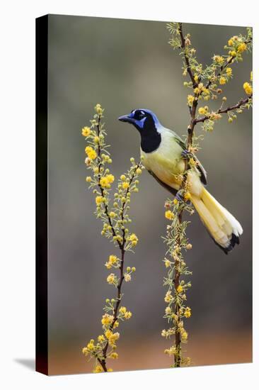 Green jay perched.-Larry Ditto-Premier Image Canvas