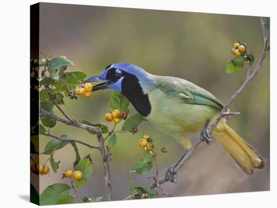Green Jay, Texas, USA-Larry Ditto-Premier Image Canvas