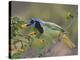 Green Jay, Texas, USA-Larry Ditto-Premier Image Canvas