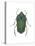Green June Beetle (Cotinus Nitida), Insects-Encyclopaedia Britannica-Stretched Canvas