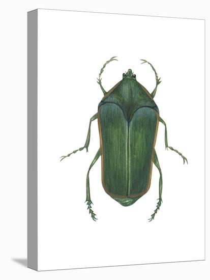 Green June Beetle (Cotinus Nitida), Insects-Encyclopaedia Britannica-Stretched Canvas