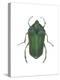 Green June Beetle (Cotinus Nitida), Insects-Encyclopaedia Britannica-Stretched Canvas