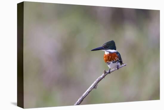 Green Kingfisher Male on Hunting Perch-Larry Ditto-Premier Image Canvas