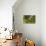 Green Kingfisher-Joe McDonald-Premier Image Canvas displayed on a wall