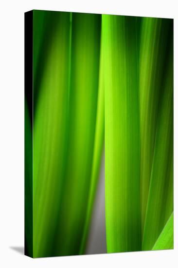 Green Leaf Curtains-Philippe Sainte-Laudy-Premier Image Canvas