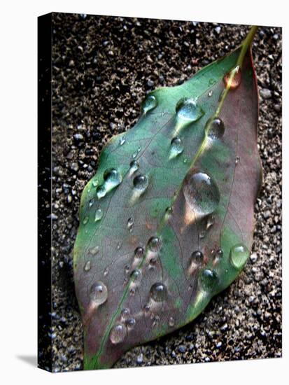 Green Leaf with Water Drops-Jody Miller-Premier Image Canvas