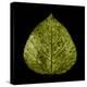 Green Leaf-null-Premier Image Canvas