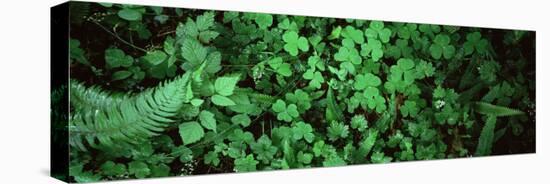 Green Leaves, Hoh Rain Forest, Olympic National Park, Washington State, USA-null-Premier Image Canvas