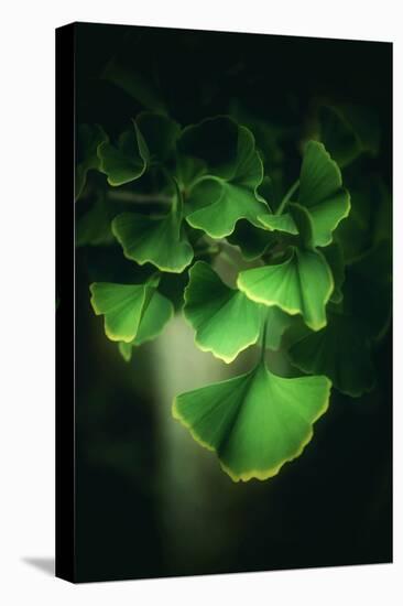 Green Leaves of Ginkgo-Philippe Sainte-Laudy-Premier Image Canvas