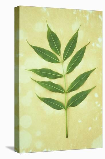 Green Leaves-Den Reader-Premier Image Canvas