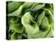 Green Lettuce-Clara Gonzalez-Premier Image Canvas