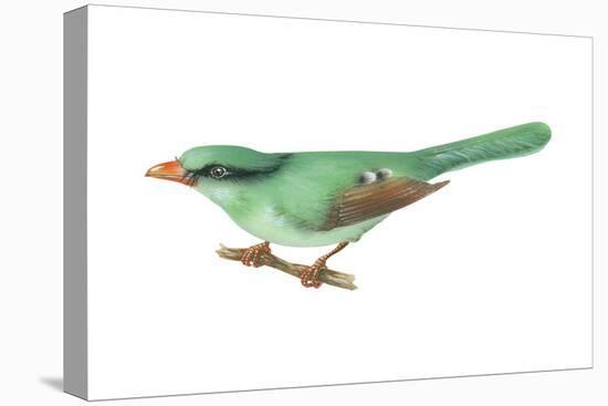 Green Magpie (Cissa Chinensis), Birds-Encyclopaedia Britannica-Stretched Canvas