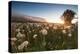 Green meadows of dandelions framed by the midnight sun, Fredvang, Moskenesoya, Nordland county, Lof-Roberto Moiola-Premier Image Canvas