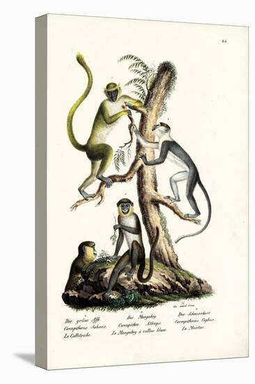 Green Monkey, 1824-Karl Joseph Brodtmann-Premier Image Canvas