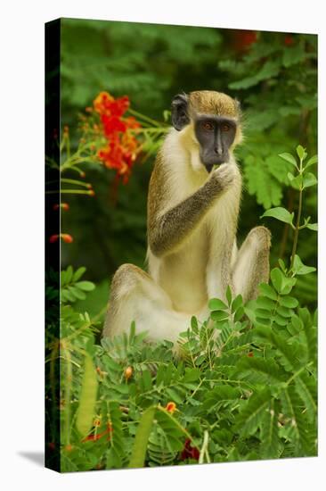 Green Monkey (Cercopithecus Aethiops Sabaeus) in Niokolo Koba National Park-Enrique Lopez-Tapia-Premier Image Canvas