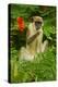 Green Monkey (Cercopithecus Aethiops Sabaeus) in Niokolo Koba National Park-Enrique Lopez-Tapia-Premier Image Canvas