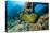 Green Moray (Gymnothorax Funebris) Santa Lucia, Camaguey, Cuba, Caribbean Sea, Atlantic Ocean-Franco Banfi-Premier Image Canvas
