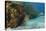 Green Moray, Hol Chan Marine Reserve, Ambergris Caye, Belize-Pete Oxford-Premier Image Canvas