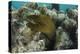 Green Moray, Lighthouse Reef, Atoll, Belize-Pete Oxford-Premier Image Canvas