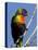 Green-Naped Lorikeet (Trichoglossus Haematodus Haematodus) in Captivity, Denver Zoo, Colorado-null-Premier Image Canvas