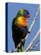 Green-Naped Lorikeet (Trichoglossus Haematodus Haematodus) in Captivity, Denver Zoo, Colorado-null-Premier Image Canvas