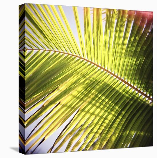Green Palm Leaves, Jambiani, Zanzibar, Tanzania, East Africa-Lee Frost-Premier Image Canvas
