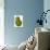 Green Pear on White Background-Blenda Tyvoll-Stretched Canvas displayed on a wall
