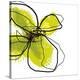 Green Petals-Jan Weiss-Stretched Canvas