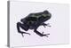 Green Poison Arrow Frog-DLILLC-Premier Image Canvas