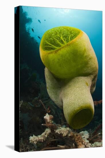 Green Reef Tunicate or Sea Squirt (Didemnum Molle), Alam Batu, Bali, Indonesia-Reinhard Dirscherl-Premier Image Canvas
