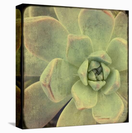 Green Rose II-Judy Stalus-Stretched Canvas