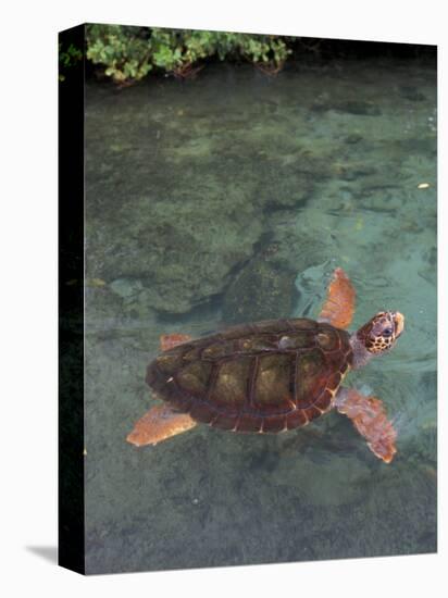 Green Sea Turtle, Bocas del Toro Islands, Panama-Art Wolfe-Premier Image Canvas