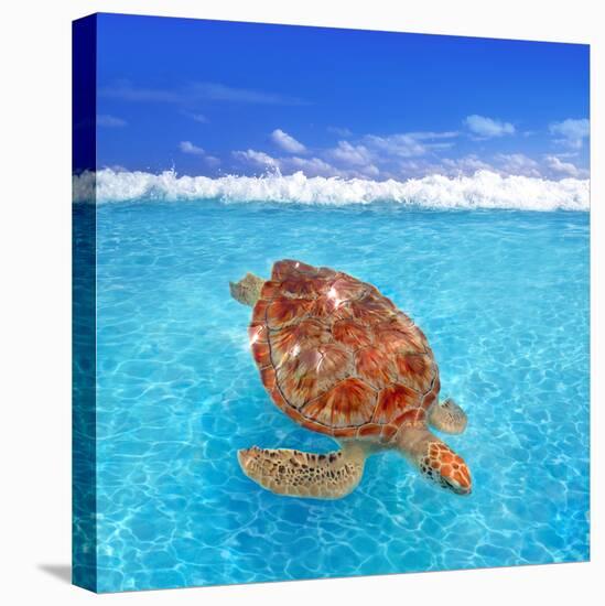 Green Sea Turtle Chelonia Mydas Caribbean Sea Cheloniidae Water Surface-Natureworld-Premier Image Canvas