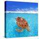 Green Sea Turtle Chelonia Mydas Caribbean Sea Cheloniidae Water Surface-Natureworld-Premier Image Canvas