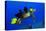Green sea turtle (Chelonia mydas) gets cleaned by yellow tangs (Zebrasoma flavescens)-Andre Seale-Premier Image Canvas