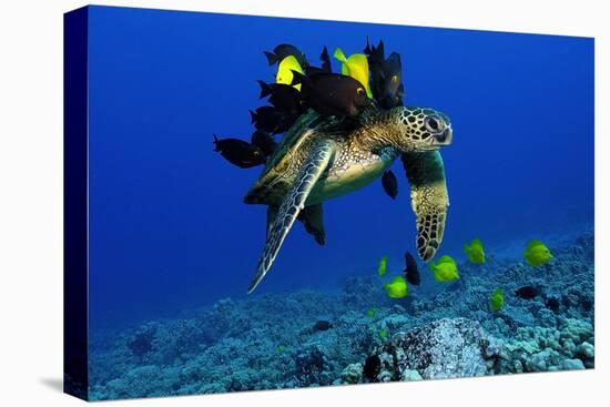 Green sea turtle, Chelonia mydas, gets cleaned by yellow tangs, Zebrasoma flavescens-Andre Seale-Premier Image Canvas