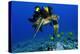 Green sea turtle, Chelonia mydas, gets cleaned by yellow tangs, Zebrasoma flavescens-Andre Seale-Premier Image Canvas