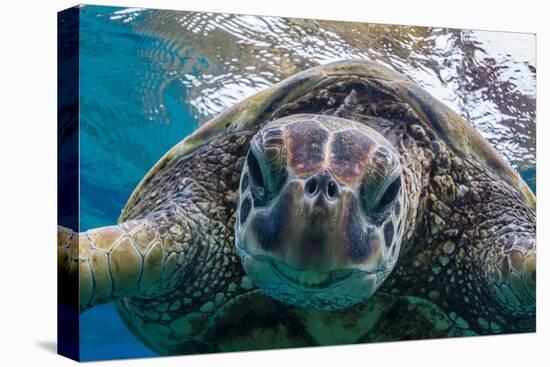 Green Sea Turtle (Chelonia Mydas) Underwater, Maui, Hawaii, United States of America, Pacific-Michael Nolan-Premier Image Canvas