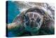 Green Sea Turtle (Chelonia Mydas) Underwater, Maui, Hawaii, United States of America, Pacific-Michael Nolan-Premier Image Canvas