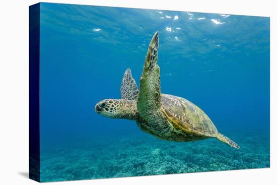 Green Sea Turtle (Chelonia Mydas) Underwater, Maui, Hawaii, United States of America, Pacific-Michael Nolan-Premier Image Canvas