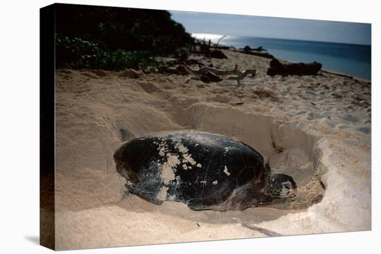 Green Sea Turtle Digging a Nesting Hole on a Beach (Chelonia Mydas), Pacific Ocean, Borneo.-Reinhard Dirscherl-Premier Image Canvas