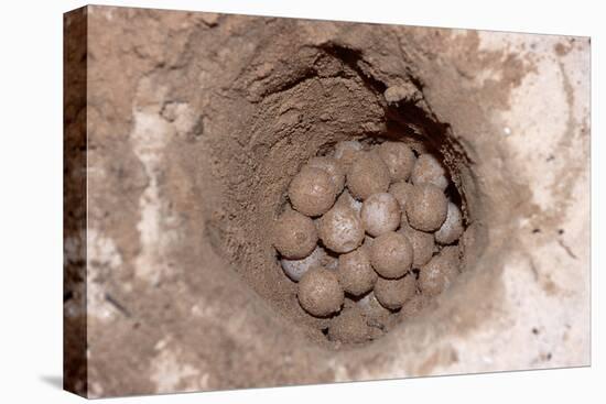 Green Sea Turtle Eggs in a Nest on a Beach (Chelonia Mydas), Pacific Ocean, Borneo.-Reinhard Dirscherl-Premier Image Canvas