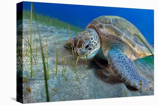 Green sea turtle feeding on Seagrass on the seabed, Tenerife-Sergio Hanquet-Premier Image Canvas