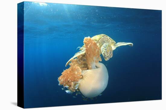 Green Sea Turtle Feeds on Large Pelagic Jellyfish-Rich Carey-Premier Image Canvas