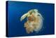 Green Sea Turtle Feeds on Large Pelagic Jellyfish-Rich Carey-Premier Image Canvas