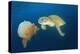 Green Sea Turtle Feeds on Large Pelagic Jellyfish-Rich Carey-Premier Image Canvas