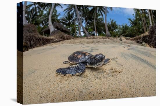 Green sea turtle hatchling, heading to the ocean, Yap, Micronesia-David Fleetham-Premier Image Canvas