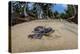 Green sea turtle hatchling, heading to the ocean, Yap, Micronesia-David Fleetham-Premier Image Canvas