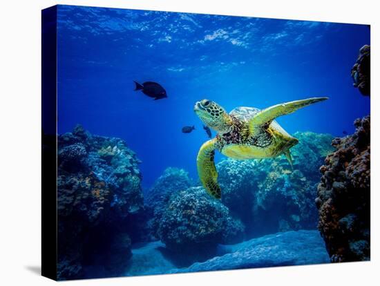Green Sea Turtle in Hawaii-drewsulockcreations-Premier Image Canvas