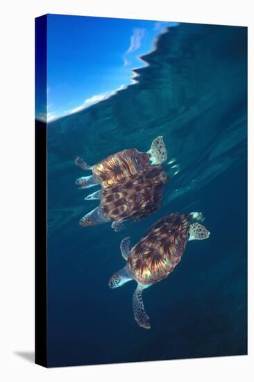 Green sea turtle reflection under surface. Cayman Islands-Carlos Villoch-Premier Image Canvas